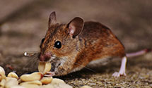 24 Hour & Emergency Exterminators in Rancho La Tuna Canyon, CA